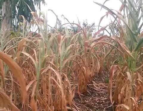 Minister courts Karonga MPs, Karonga-Chitipa heritage over dry spell