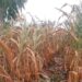 Minister courts Karonga MPs, Karonga-Chitipa heritage over dry spell