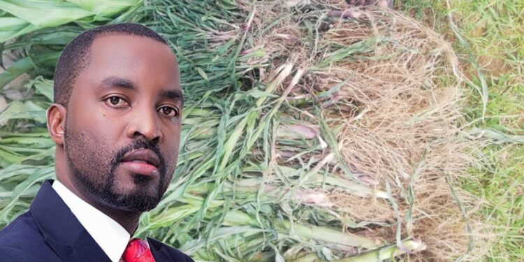 MP Belekenyama under fire: Accused of uprooting constituent maize over land differences