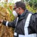 Chakwera to consult on declaring maize a protected crop