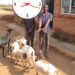2 arrested for cattle rustling in Lilongwe