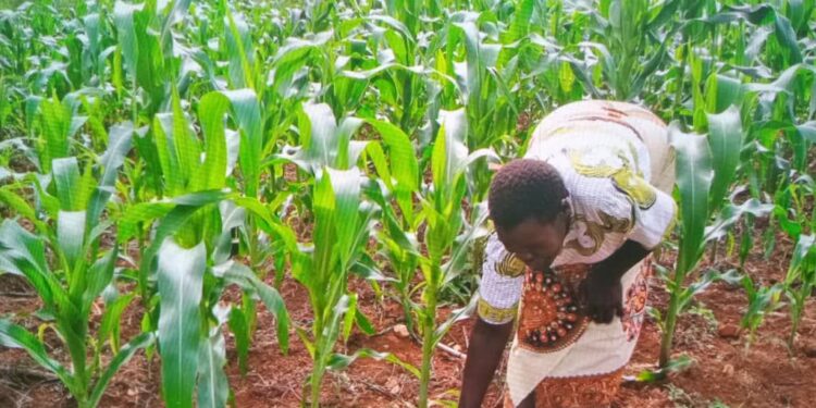 Trial farmers hail GM maize variety, say it’s a game changer